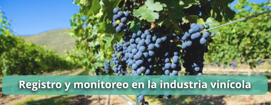 encabezado viñedos